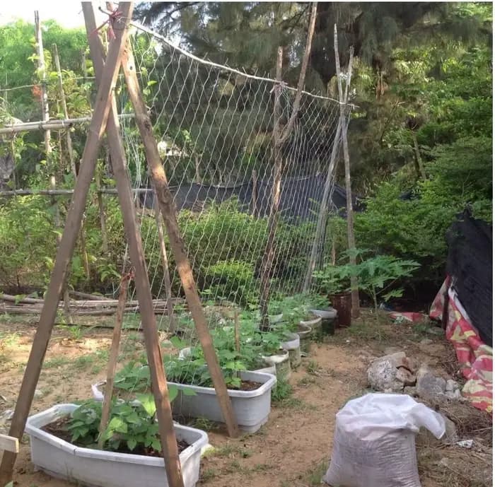 Filet en treillis pour plantes de jardin
