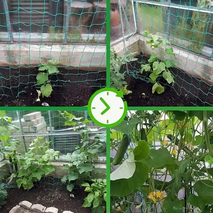 Pergolas de treillis pour plantes