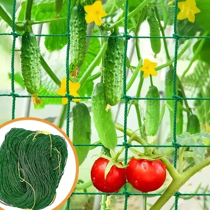 Pergolas de treillis pour plantes