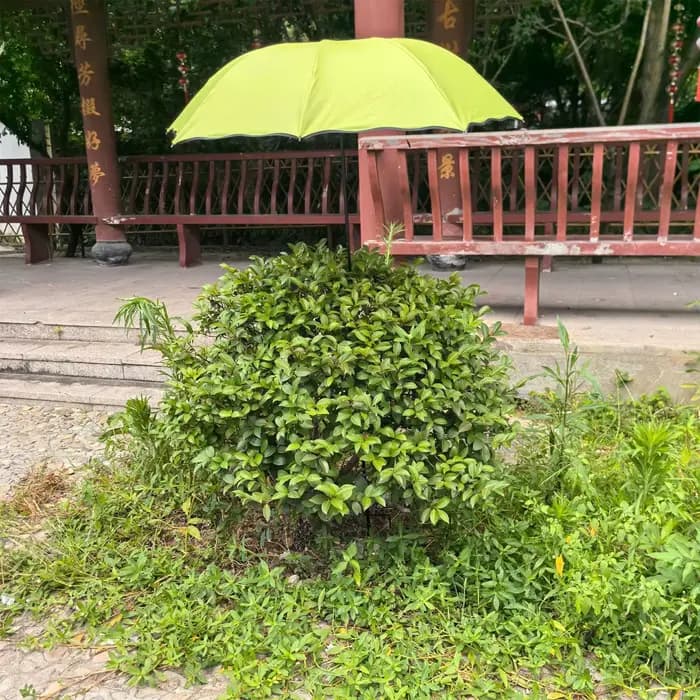 Parasol de jardin pour plantes