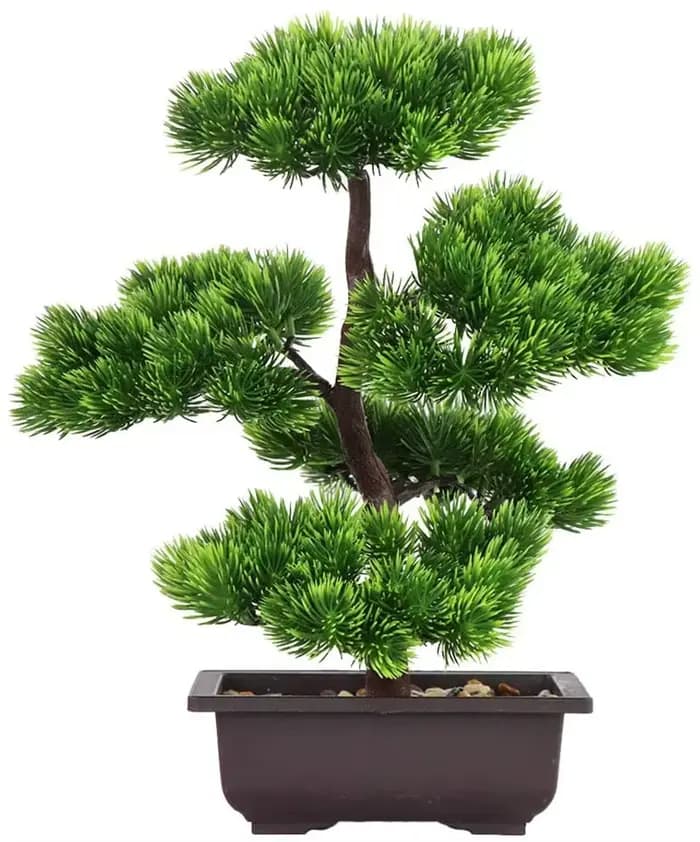 Plante bonsaï de pin japonais pour la décoration de la maison, plantes d'intérieur en pot, affichage