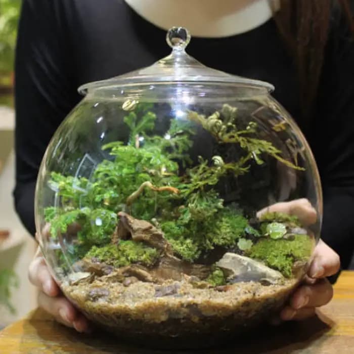 Pot de terrarium en verre scellé