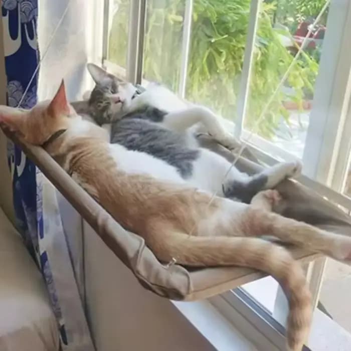 Nouveau hamac pour chat avec capacité de 20 kg