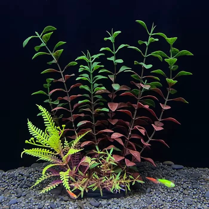 Plantes artificielles de décoration d'aquarium plantes aquatiques en plastique plantes sous-marines accessoires d'aquarium décoration Piante Acquario