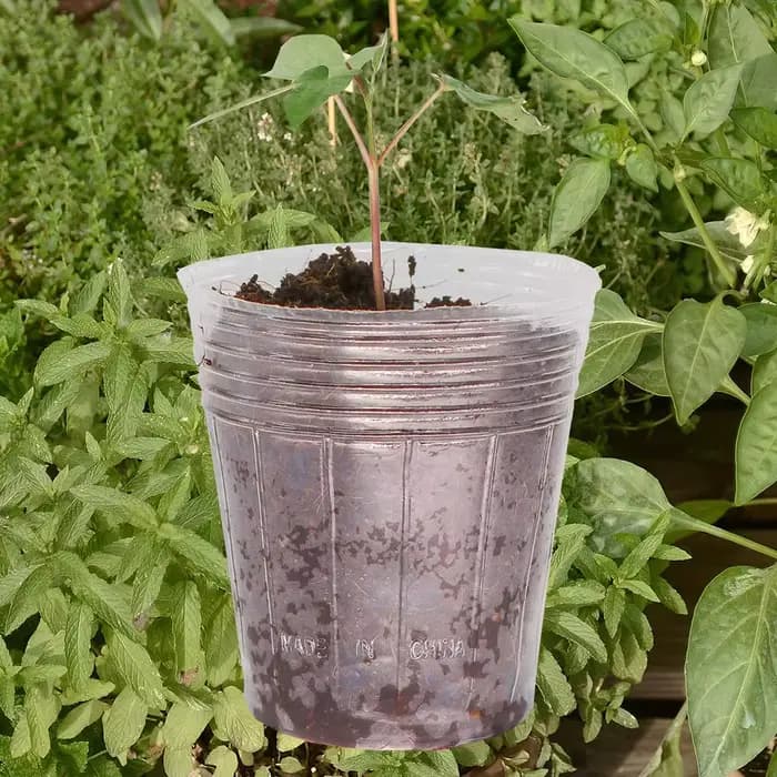 Outil de jardinage transparent pour conteneurs de jardin