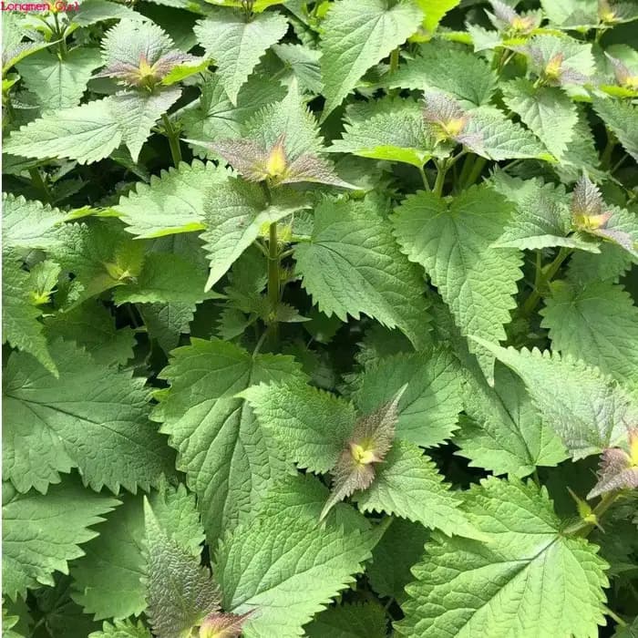 Encens de bougie naturel parfumé, Pogostemon, Bablin, Patchoumovies séchés, cuir chevelu pour Regina, parfum domestique, cadre, remplissage d'oreiller Vauxhall