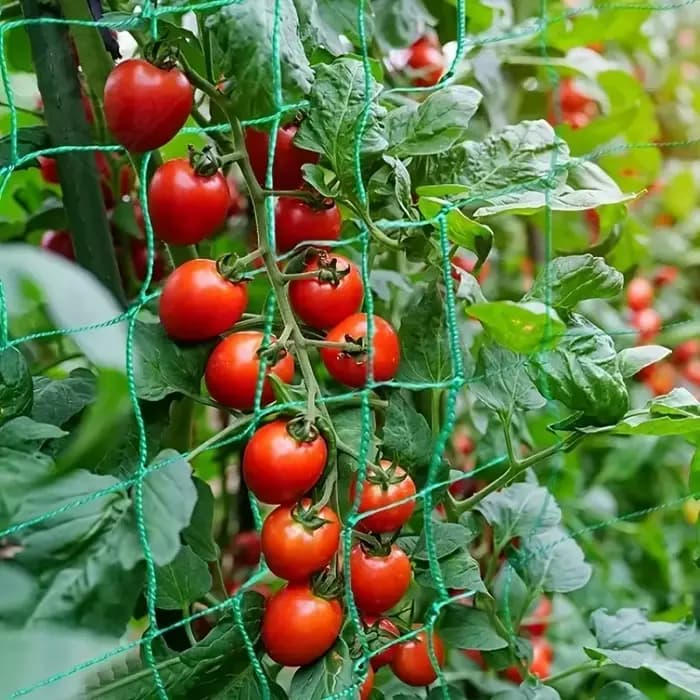 Grillage de treillis robuste pour plantes grimpantes d'extérieur